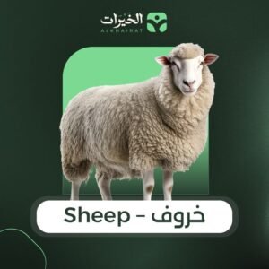 product sheep